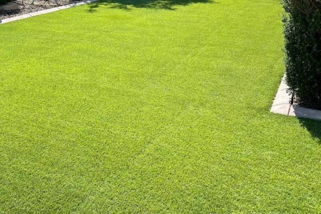 lauren-m-turf-min
