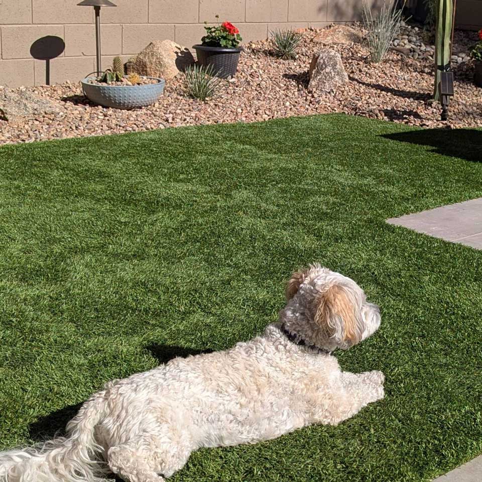 Non-Toxic-Safe-for-Pets