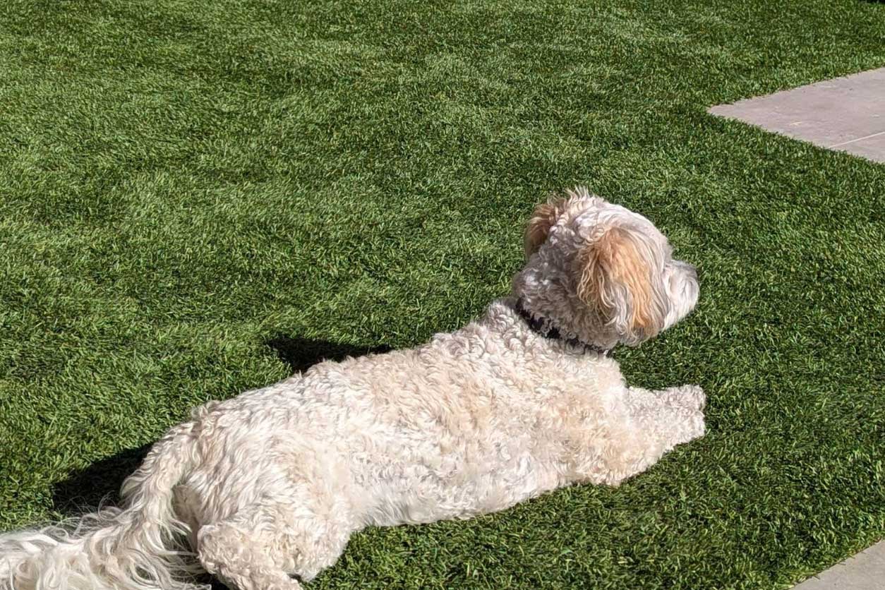 karen-l-turf-care